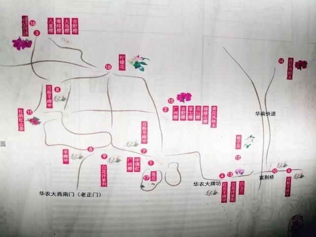 靓！佛山周边1500株樱花已盛开，最美的春天在这里~