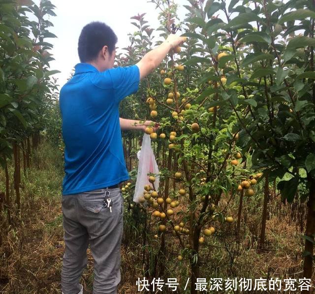 农民不种玉米种它，亩产一万斤，1元一斤收入是玉米的3倍