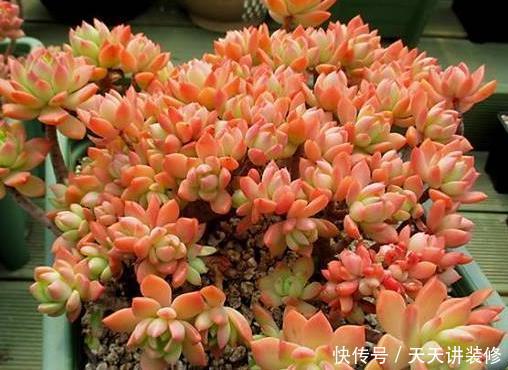  「速度」繁殖速度“最快”的4种多肉，容易长满阳台，买盆都跟不上趟！