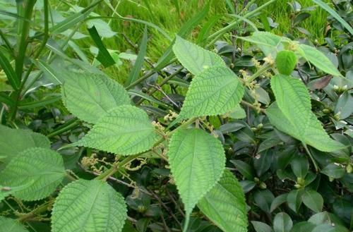  「苎麻」草地里的一种“植物”，是布料的原材料，全身是宝