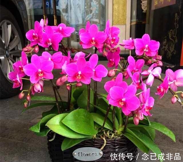  [家里]家里采光差春节买些耐阴花，不见光也嗖嗖长，开成一面大花墙