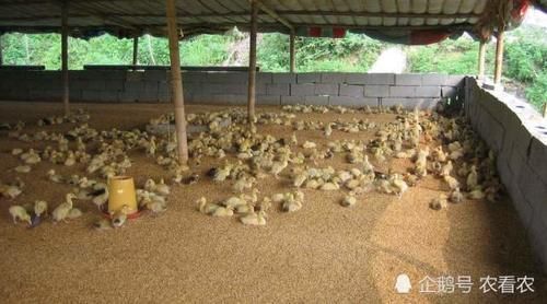  「小伙」农民小伙养鸭子没销路，几千只没人买，媳妇一招，2天卖