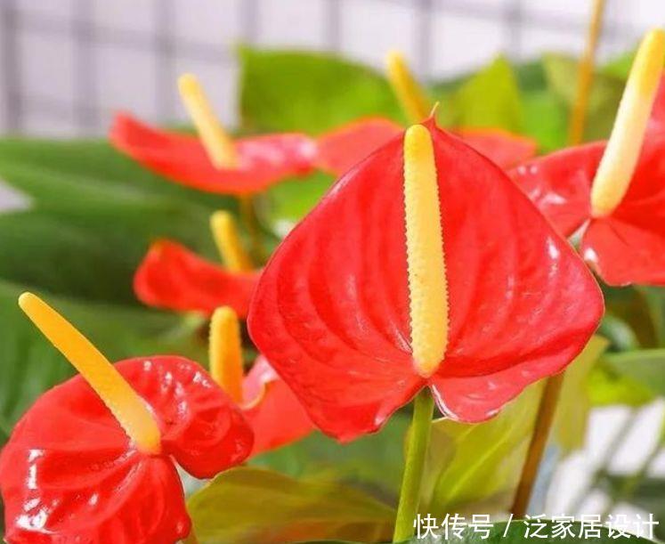 #适合#5种“懒人花”,最适合新手懒人养,越不管越爆盆!