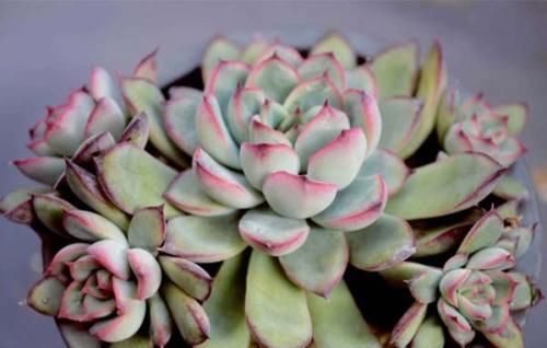  「植物」谁说多肉植物普通？1个方法，分分钟美的像朵花！