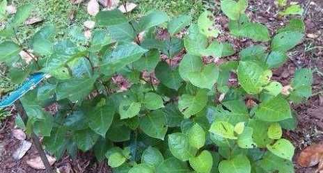 农村一种植物是一种良药 祛风止咳有奇效