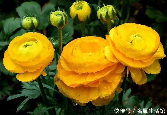 『漂亮』养花就养盆它,一年四季开花不断,花形别致非常漂亮,非常好养