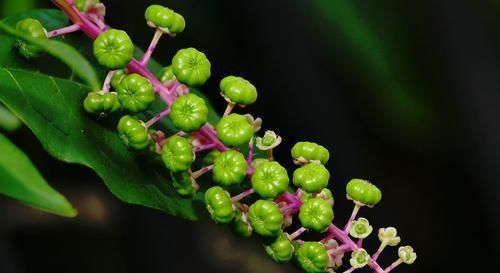  「指甲油」农村这种山萝卜，果子是天然指甲油，嫩叶可食用，价