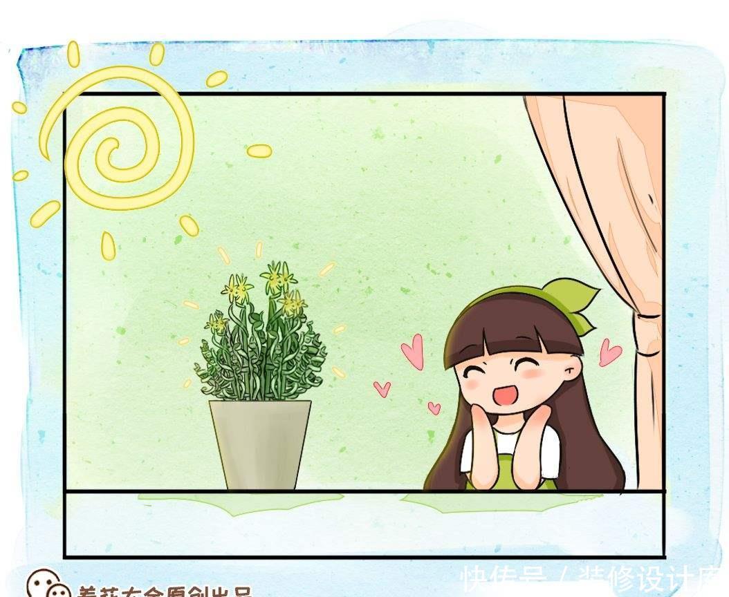  家里：家里养盆卷叶花，光照越强叶子越卷，真有趣