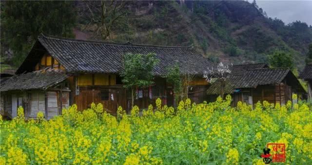  油菜花：一不小心，贵州黄平把春天打翻了