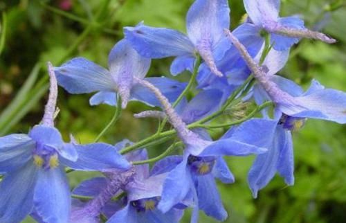  #绚丽多彩#这些花一开就是四季，花朵比拳头大，花色清新淡雅，花朵绚丽多彩