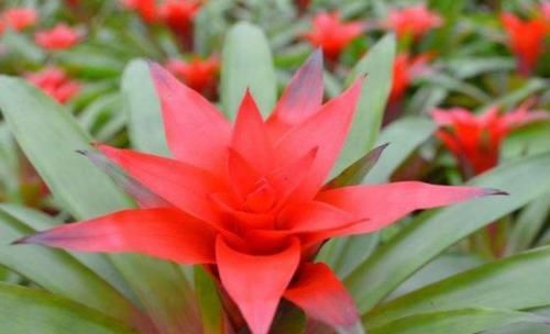  【花型】庭院养花就选“高端月季”戴尔巴德，花型丰满，高贵优雅