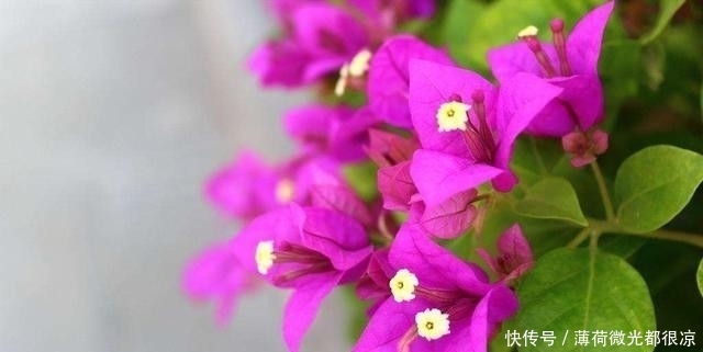 三角梅■三角梅花期长,花色艳丽,深受人们喜爱,养好三角梅你要注意这些