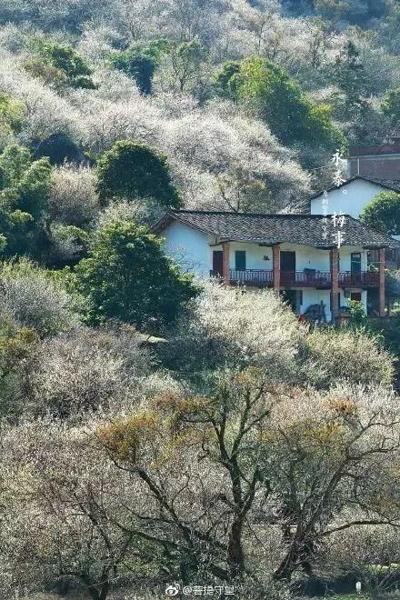 梅花开了!福州赏梅地图新鲜出炉，现在就去!