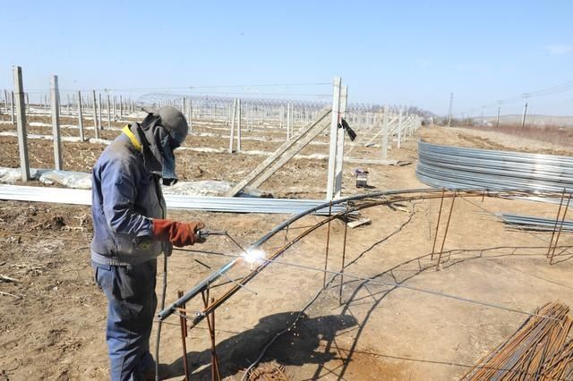  [建起]农民创富闯新路 建起百亩葡萄园