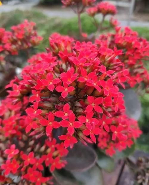  『长春花』7种转运花，年底在家养一盆，开花就是好兆头！