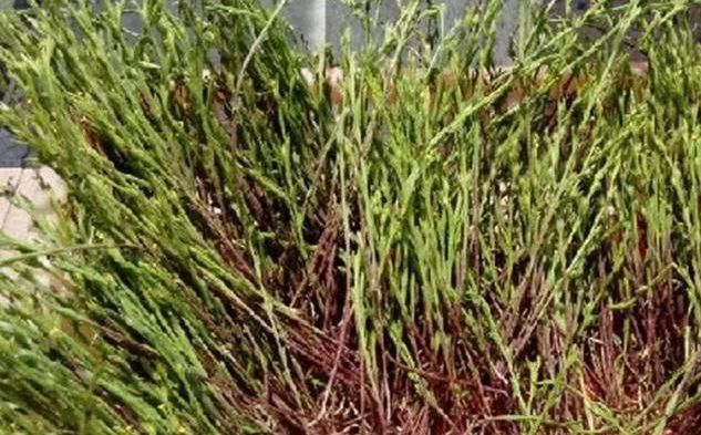 玉米地里有“独脚草”？别当杂草了，效果堪比人参