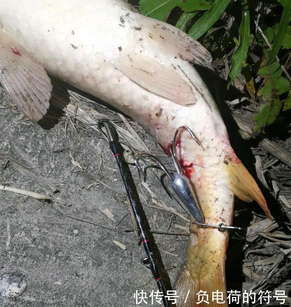 捕鱼■男子在湘江用“可视化锚鱼”几十斤的大鱼接连的上岸,网友:能钓光湘江的鱼