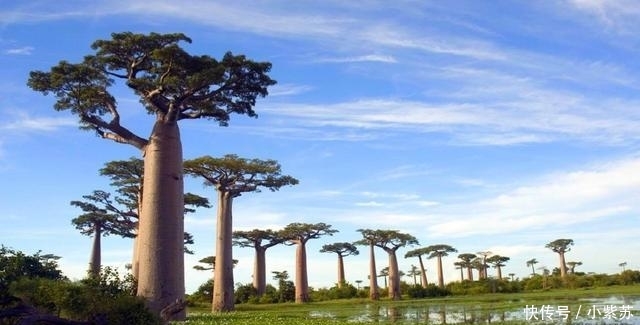 这种树在沙漠能救人, 通常可存储2吨水, 引进中国后让人哭笑不得