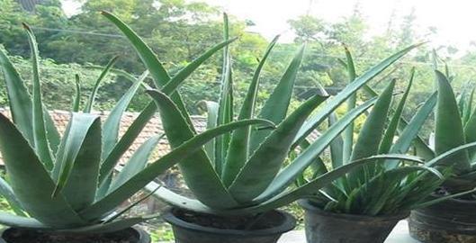 芦荟生长|家种芦荟想要长得好!这几个知识点要记牢