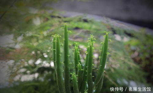  『叶子』一种多肉光秃秃的枝干，却不急着不开花，太阳晒晒通体发亮，美