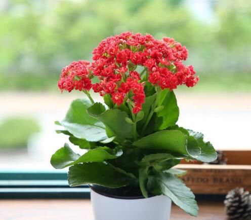『养花』最厉害的养花营养液:给长寿花喝一勺,花苞一茬接一茬!