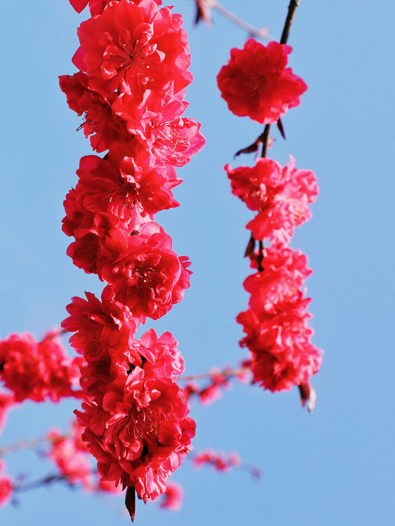 武汉周边游3??丨黄陂赏花和登山徒步，推荐这四个景区必须打卡