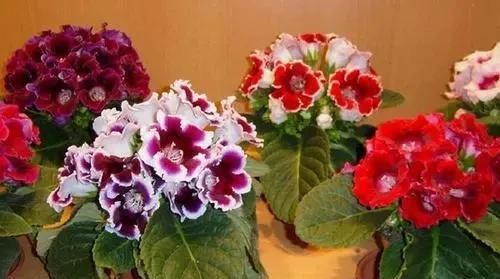  「种喜」3种喜阴花，放在北阳台，少晒太阳，少管它，清清爽爽开满花