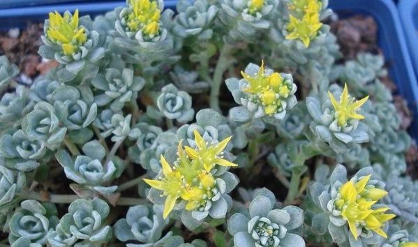 『多肉植物徒长』爆盆的肉肉花友很喜欢,徒长的就不美观了,要学会给它“去头”