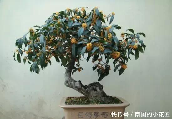 排水良好|除了茉莉花,家里还可以养哪些香飘满屋的植物?