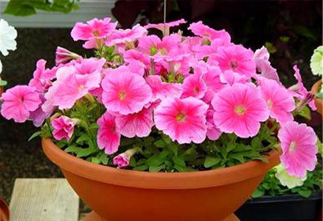  漂亮|3种最适合家庭养殖的“开花机器”，花朵漂亮，1年能开10个月