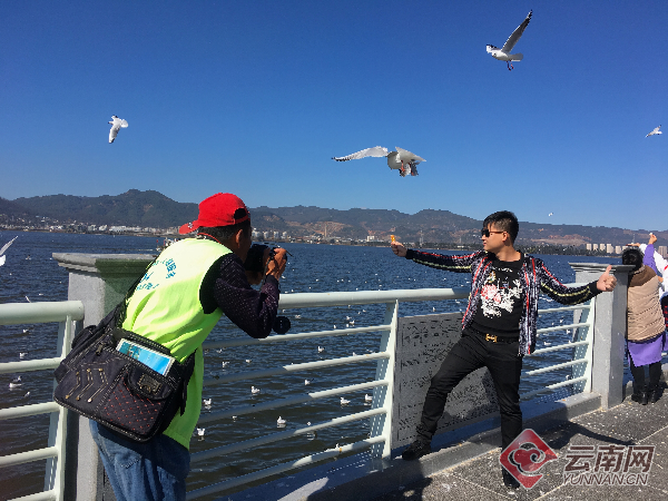 昆明海埂大坝拍照点所拍人鸥合影"造假"? 回应:根据游客意愿"P