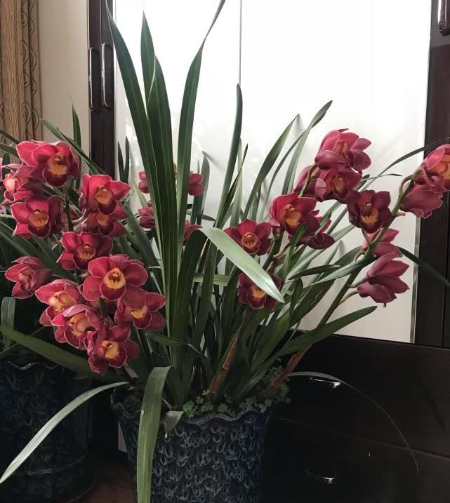  便宜■花大色艳又“好养”的兰花，香气浓郁花期长，年年开花又便宜！