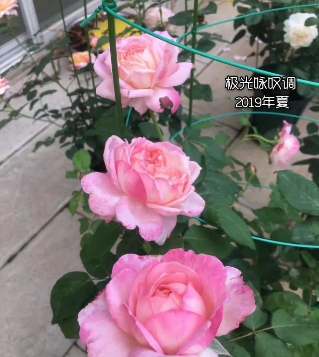 『丰花性好』狼家自育的表现到底如何,戳进来看看花友们的大实话