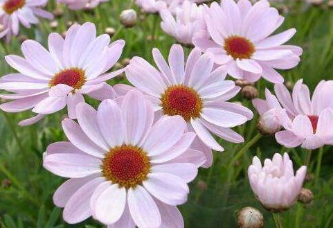 「值得」这四款花卉,漂亮不输玫瑰,全年都开花,好养易活,值得栽培!