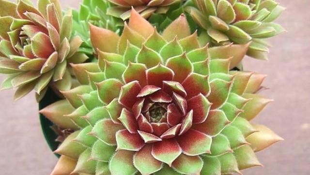  ＂promot_title＂:＂{\＂i1\＂: \＂色铅彩绘 ：长生草盆景推荐！养护简单，寓意美好！