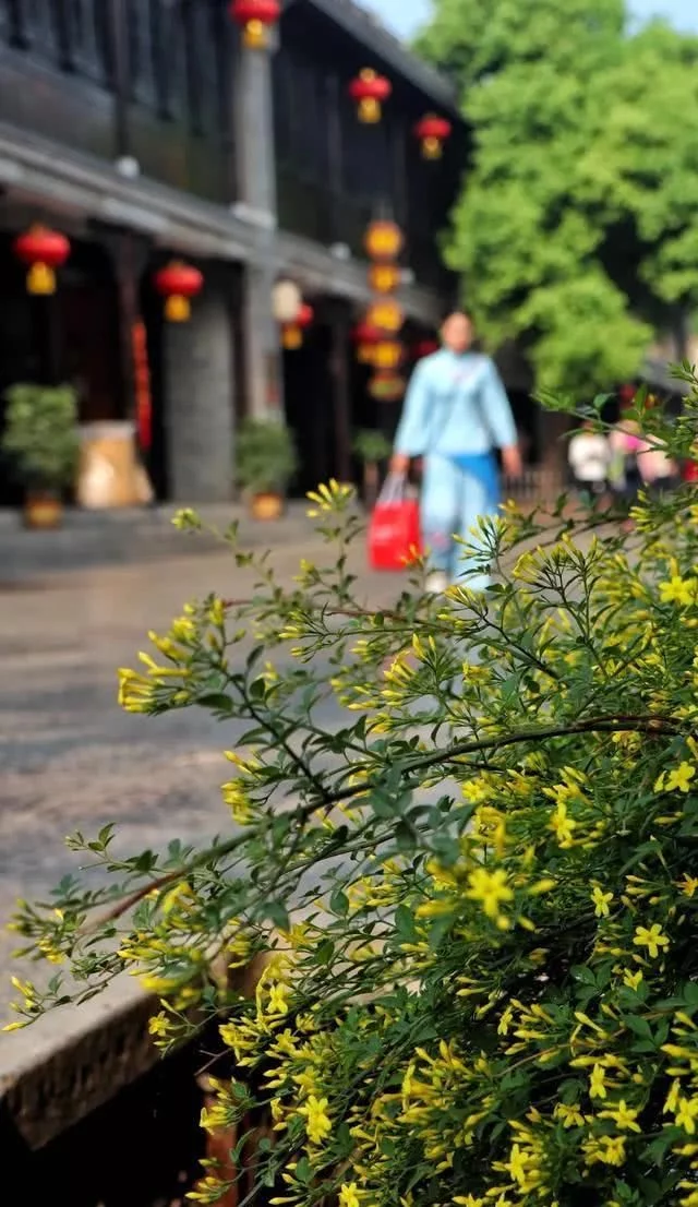 醉美不过台儿庄,小城沐浴在春光,盎然春意让阳光一天天的明媚起来【2020热门旅游景点】