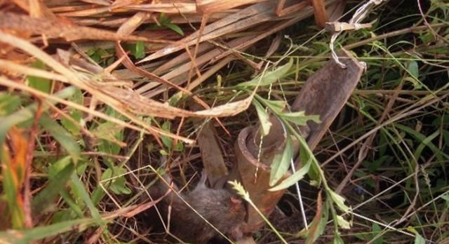 过去泛滥成灾无人吃，如今成奢侈美味，200元一斤被大量养殖