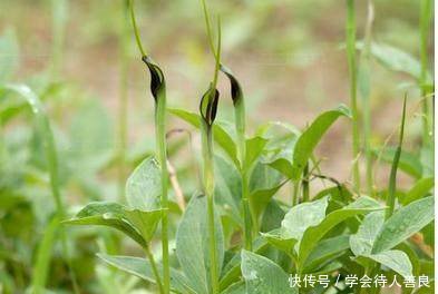 专治咳嗽痰多的乡村地里“药狗蛋儿”，农民却都给扔了