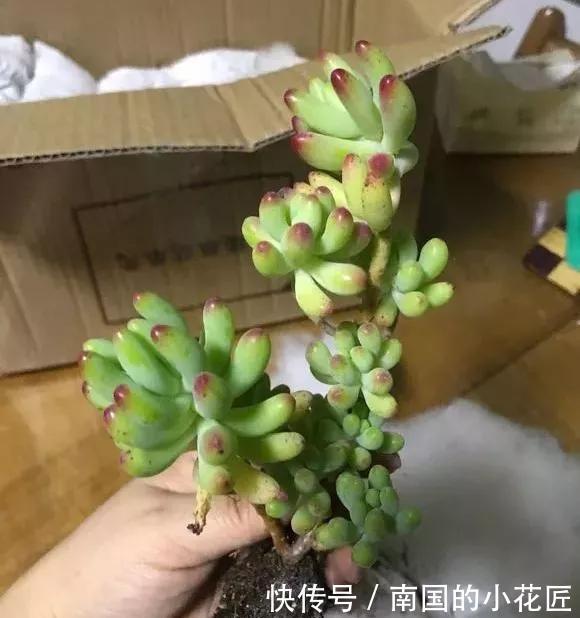  『图片作者』多肉变成白菜价，几毛钱1棵，有的都白送，你买贵了吗？