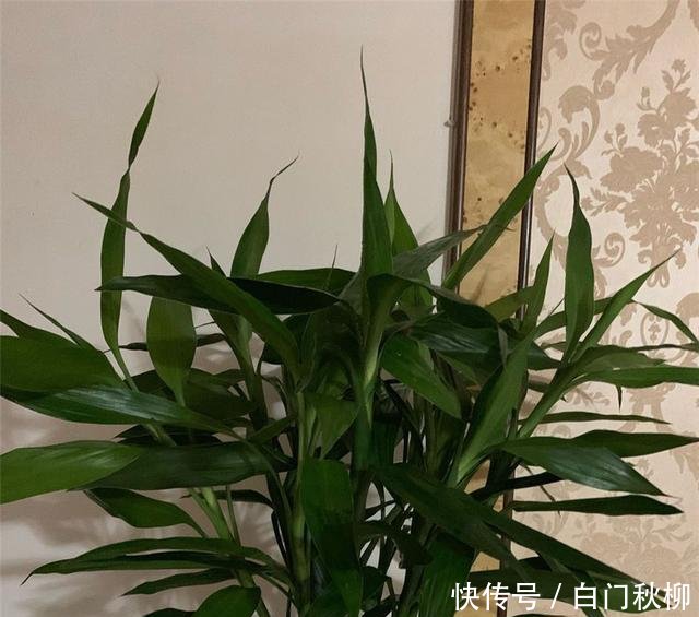  『新叶』养铜钱草富贵竹，注意3细节，新叶蹭蹭蹿，叶片绿流油，长超旺！