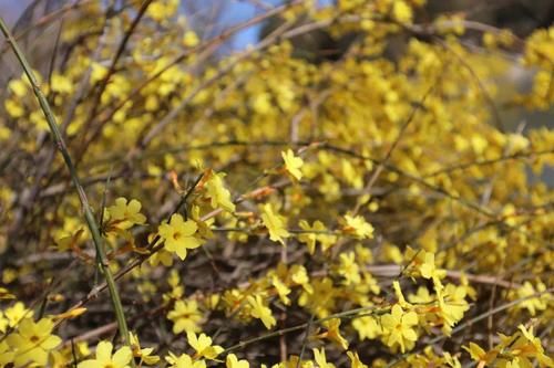  『花粉』花粉过敏如何预防