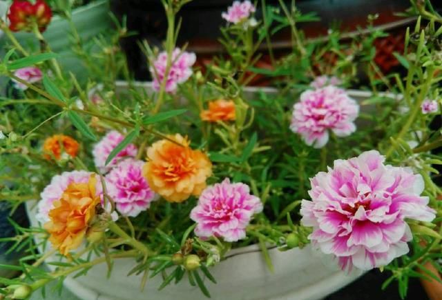  邻居■神奇！邻居送了一棵苗，随手种在花园，长疯了！