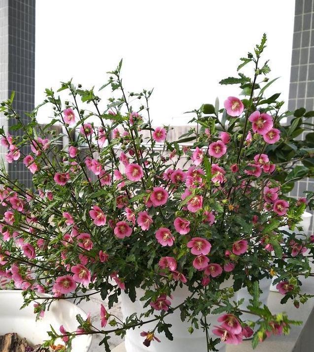 「机器」阳台养盆它,公认的开花机器,一年能开8个月,随便养养就爆盆