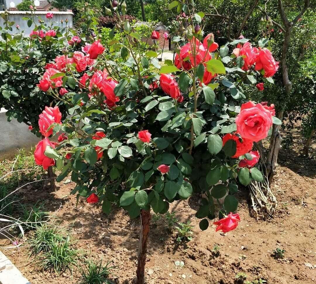 「庭院」这种“网红花”院子里要种两株,花开多色,庭院变花海,美不胜收