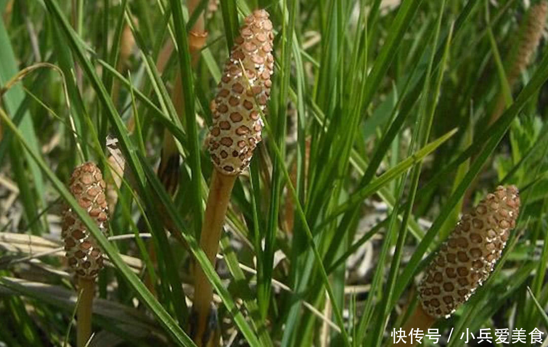 在田里发现这种野草，记得带回家，现在很珍贵，而且根能吸金