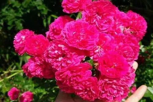  『艳丽』阳台养一盆爬藤花，花色艳丽，花香浓郁，邻居看了都羡慕！