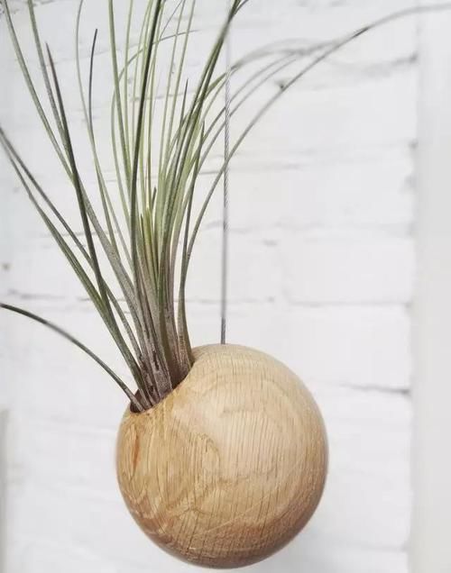  附生植物：植物能“自由”成什么样？教你几种“不要土”的附生植物...