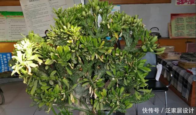 越来越■多肉迷越来越多,但是这几类多肉植物不宜养,有毒呢!