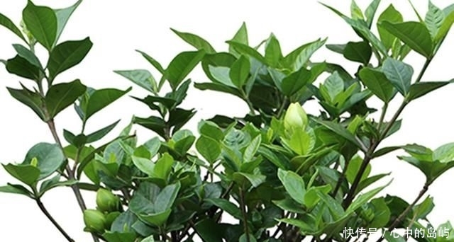  『黄叶』杜鹃、茶花、枙子花老是黄叶，用点这个，比硫酸亚铁好百倍
