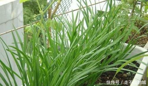  「种种」阳台种种韭菜，4个小窍门，棵棵粗的像小葱，一年能割10茬